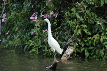 White egret, Costa Rica