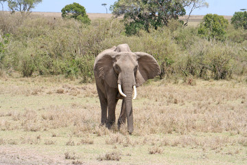 Fototapeta premium Elefant im Nationalpark