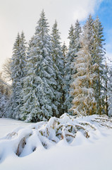 Fir trees covered by snow high in the Carpathian mountains.