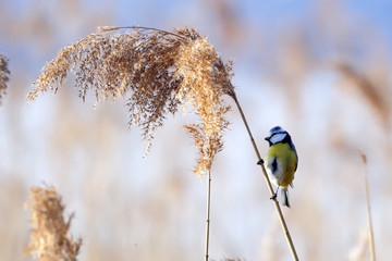 blue tit (cyanistes caeruleus) perched on the branch