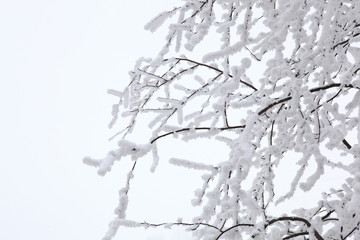 vereister Baum mit dicker Eisschicht im Winter