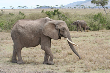 Elefant im Nationalpark