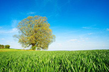 Grünes Feld, blauer Himmel, große alte solitäre Linde