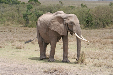 Elefant im Nationalpark