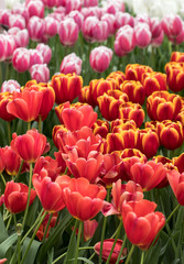 romantic path in the park between blooming colorful tulips and