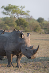A vertical, cropped, colour photograph of a white rhino, Ceratotherium, standing in side light in the Greater Kruger Transfrontier Park, South Africa.