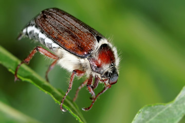Maikäfer