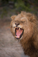 A vertical, close up, colour photograph of a lion, Panthera leo, eyes closed and teeth bared in the Greater Kruger Transfrontier Park, South Africa.