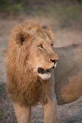 A vertical, close up, cropped colour photograph of a golden-maned lion, Panthera leo, standing in side light in the Greater Kruger Transfrontier Park, South Africa.