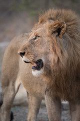 A vertical, cropped, colour photograph of the profile of a male lion, Panthera leo, standing in the Greater Kruger Transfrontier park, South Africa.