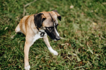 Happy playful frisky fast and furious puppy enjoying freedom at nature. Mad crazy funny cheerful lovely little dog running and jumping outdoor. Restless domestic pet playing. Glad active aminal.