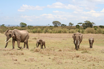 Elefantenfamilie im Nationalpark, weiße Stoßzähne
