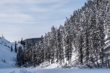 Snowy winter forest with fir trees and pine trees with white snowdrifts and blue sky