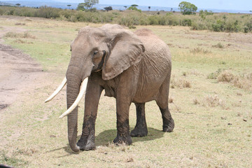 Fototapeta na wymiar Elefant mit riesigen Stoßzähnen in freier Wildbahn