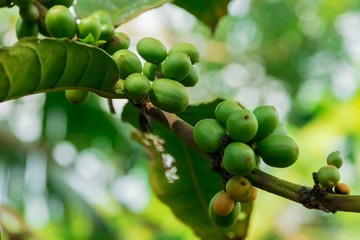 Green fruit of coffee