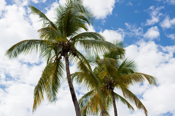 Beautiful palms of Dominican Republic. Dominican republic landscape, Caribbean Sea coast, Bavaro area.