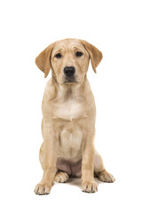 Pretty young labrador retreiver dog sitting looking at the camera