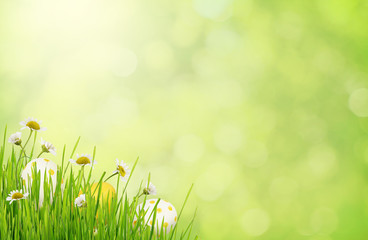 Green blurred background with grass, daisy flowers and Easter eggs