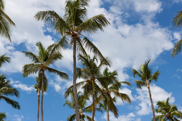Obraz na płótnie Canvas Beautiful palms of Dominican Republic