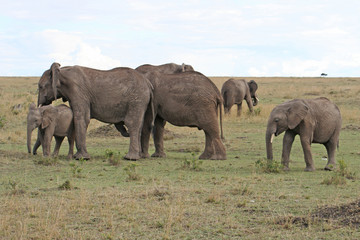 Herde von Elefanten im Nationalpark