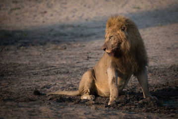 A colour photograph of a bloodied male lion, Panthera leo, in golden side light in the Greater Kruger Transfrontier Park, South Africa.