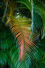 Beautiful palm leaves of Dominican Republic	