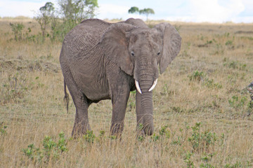 Obraz premium Elefant