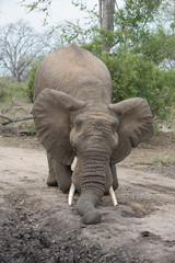 A horizontal, colour photograph of an elephant, Loxodonta africana, kneeling on a dirt road in the Greater Kruger Transfrontier Park, South Africa.