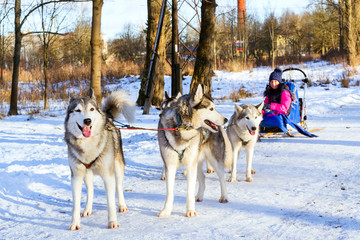 Girl riding on sled pulled by Siberian huskies. Sled dogs husky harnessed to sports sledding with dogsled on skis. Sports races with animals in sleds © Александр Чернышов