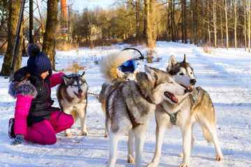 Girl playing with siberian Husky resting in snow after race. Sled dogs husky harnessed to sports sledding with dogsled on skis. Sports races for animals in sleds harness in snowy winter Park