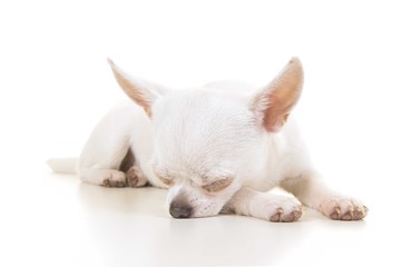 White sleeping chihuahua dog on a white background