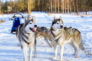 Siberian Husky resting in snow after race. Sled dogs husky harnessed to sports sledding with dogsled on skis. Sports races for animals in sleds harness in snowy winter Park