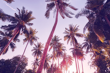 Coconut palm trees silhouettes at sunset, color toned picture, summer holiday concept.