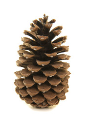 Large single pinecone on a white background