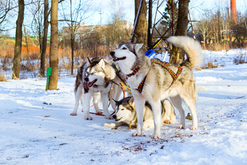 Siberian Husky resting in snow after race. Sled dogs husky harnessed to sports sledding with dogsled on skis. Sports races for animals in sleds harness in snowy winter Park