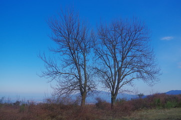 Fototapeta na wymiar Deux arbres sur fond de ciel bleu