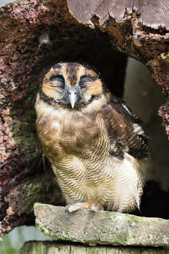 Closeup of an owl sleeping in a tree hole