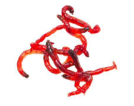 red worms for fishing