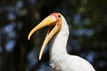 Yellow-billed Stork (Mycteria ibis) with open beak