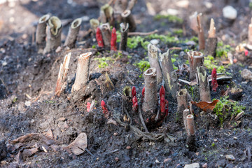 plant sprouts in springtime