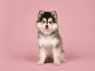 Cute pomsky puppy sitting and looking at the camera on a pink background