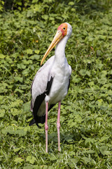 Yellow-billed Stork (Mycteria ibis) stands in a jungle