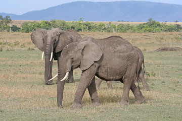 Obraz premium Herde von Elefanten im Nationalpark