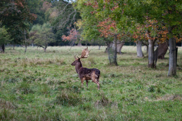 Deer in Phoenix Park Dublin