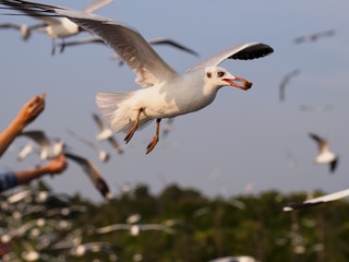 Seagulls in mangrove forest reserve bangpoo Thailand