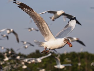 Seagulls in mangrove forest reserve bangpoo Thailand