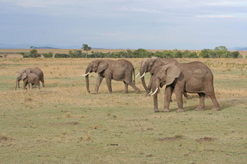 Fototapeta na wymiar Herde von Elefanten im Nationalpark