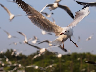 Seagulls in mangrove forest reserve bangpoo Thailand
