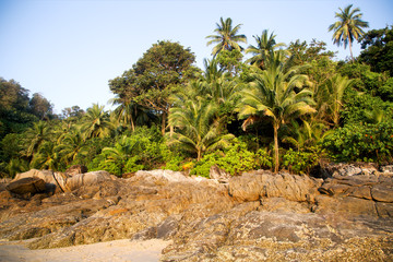 Fototapeta premium palm trees with coconuts on the beach in Thailand 