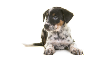 Cute australian shepherd australian cattle dog mix puppy lying down looking to the left on a white background © Elles Rijsdijk